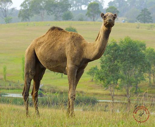 Camel 9R014D-002.JPG